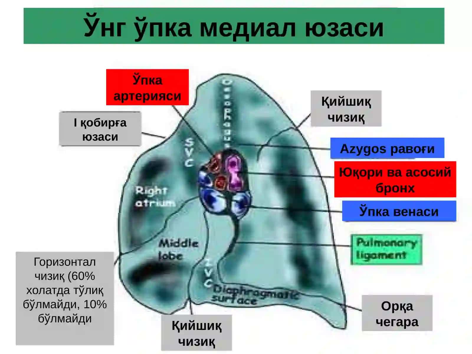 Ўпка сурункали носпецифик йирингли касалликлари 2