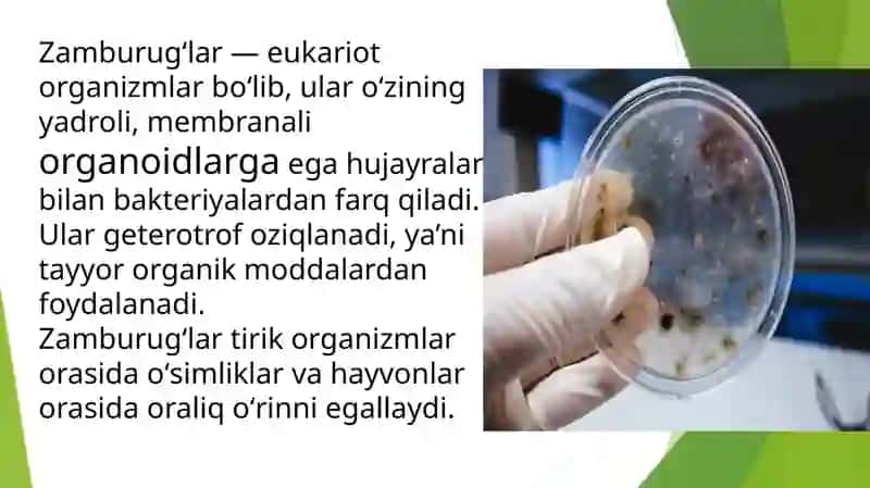 Zamburugʻlar 2