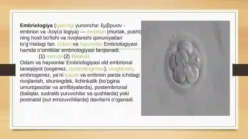 Jinsiy tizimning embriogenezi va unga ta’sir etuvchi omillar 2