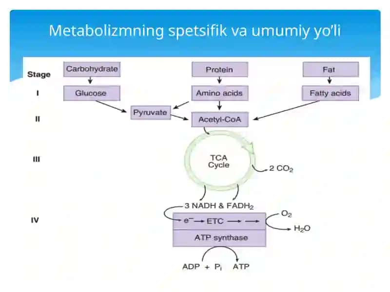 Biochemistry-Biokimyokursi 2