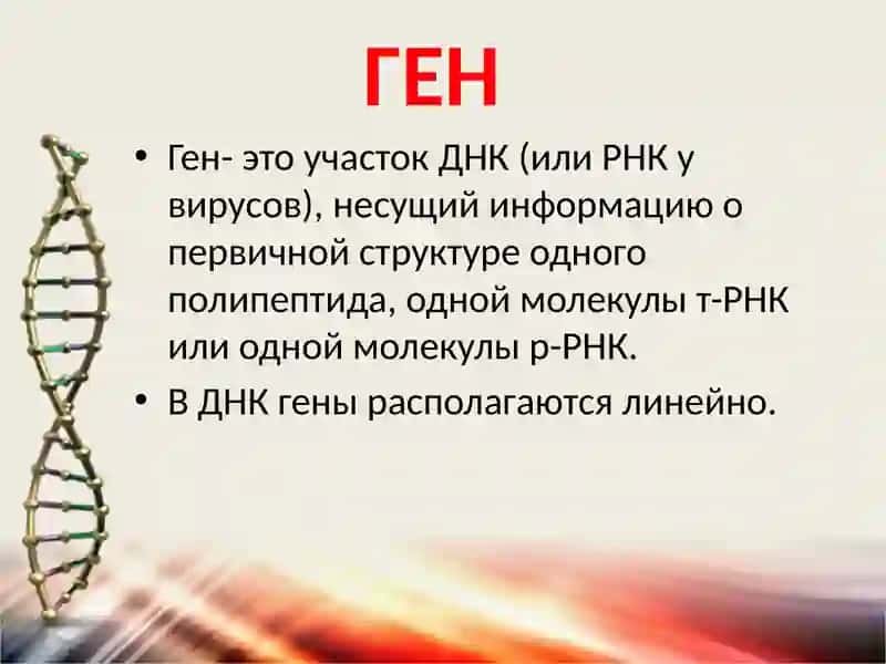 Гены, геномы и хромосомы 2