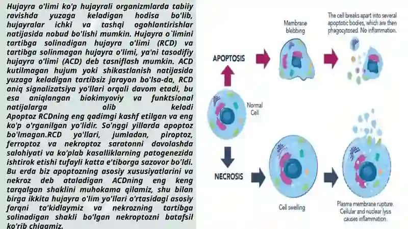 Apoptoz va Nekroz 2