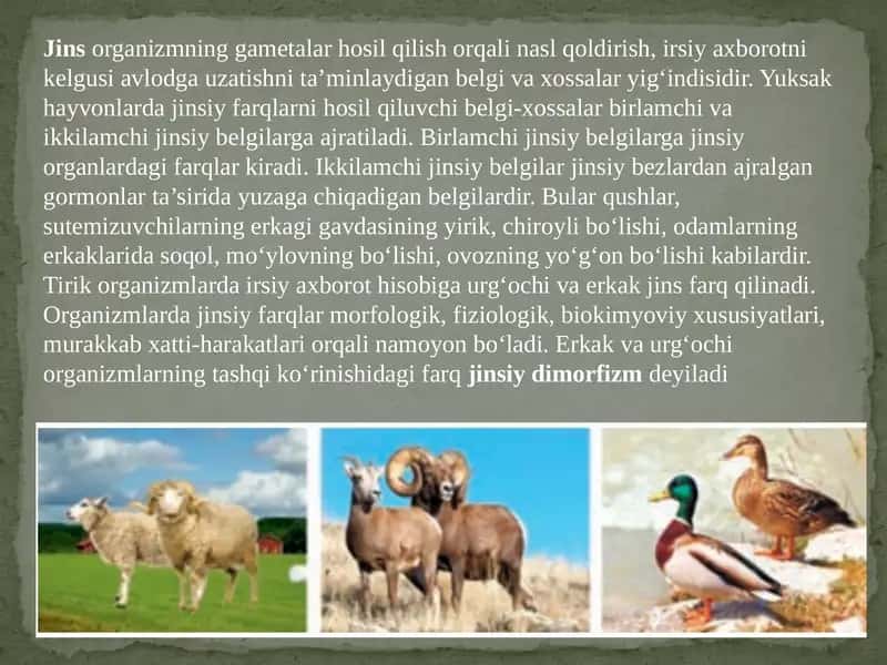 Jins genetikasi 2