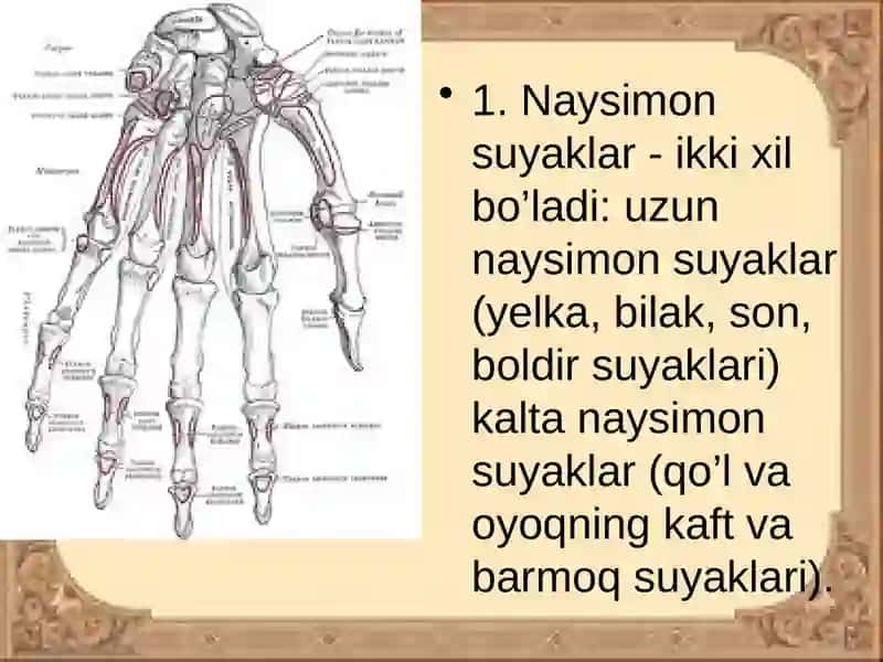 Qo`lsuyaklari 2