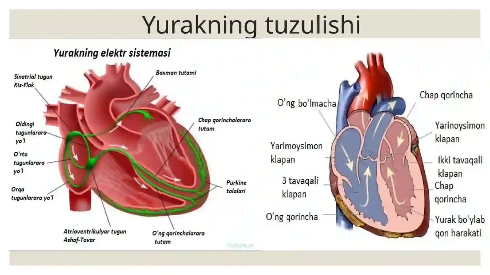 Qon aylanish sitemasi 2