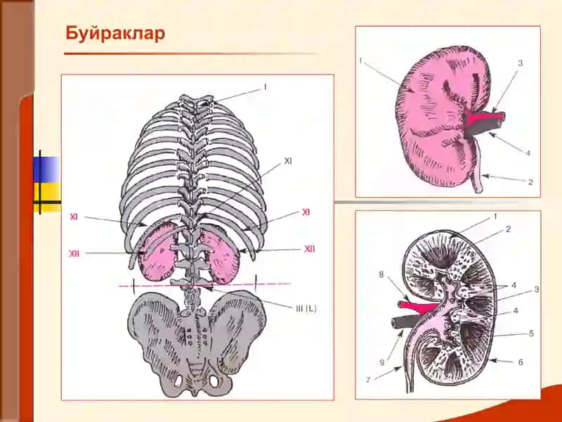 БУЙРАК КАСАЛЛИКЛАРИ БИЛАН КАСАЛЛАНГАН БЕМОРЛАРНИ ТЕКШИРИШ 2