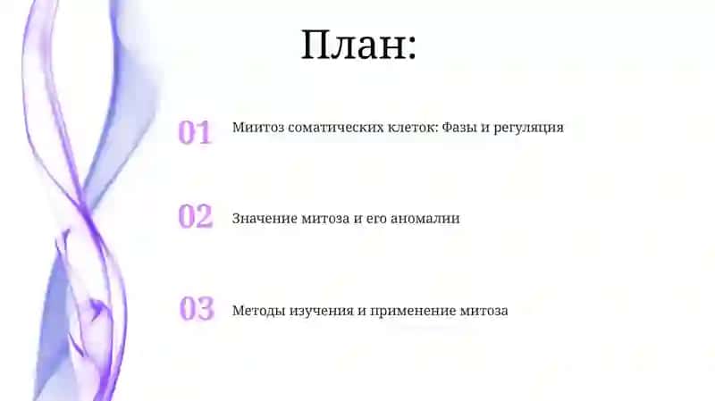 Митоз соматических клеток: Фазы и регуляция 2