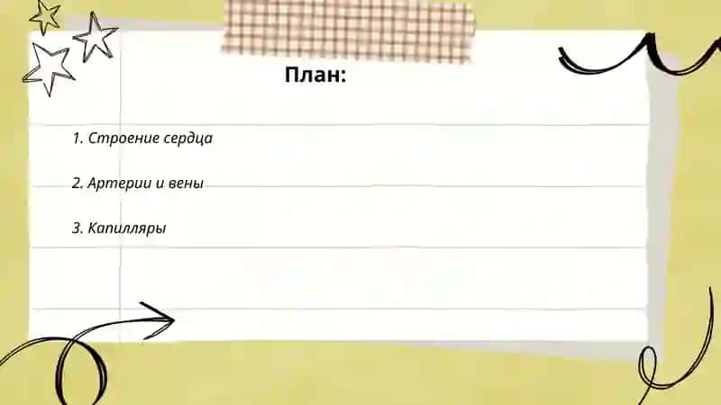 Кровеносная система 2