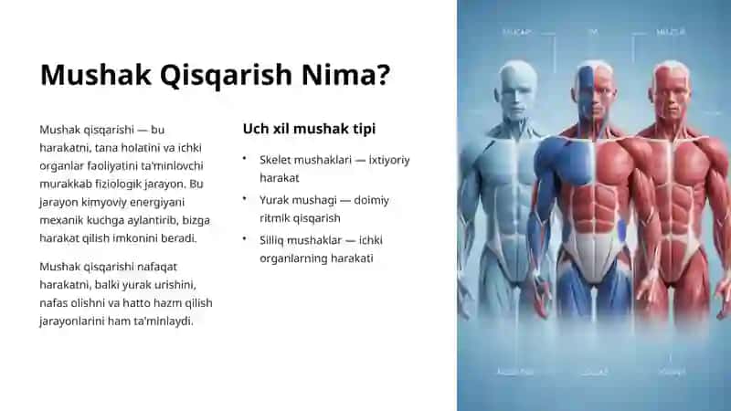 Mushak Qisqarish Mexanizmi 2