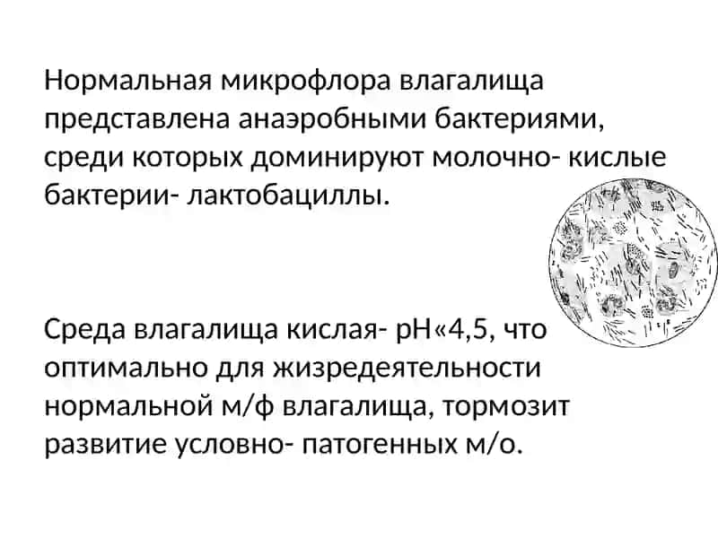 Мазок на микрофлору в гинекологии 2