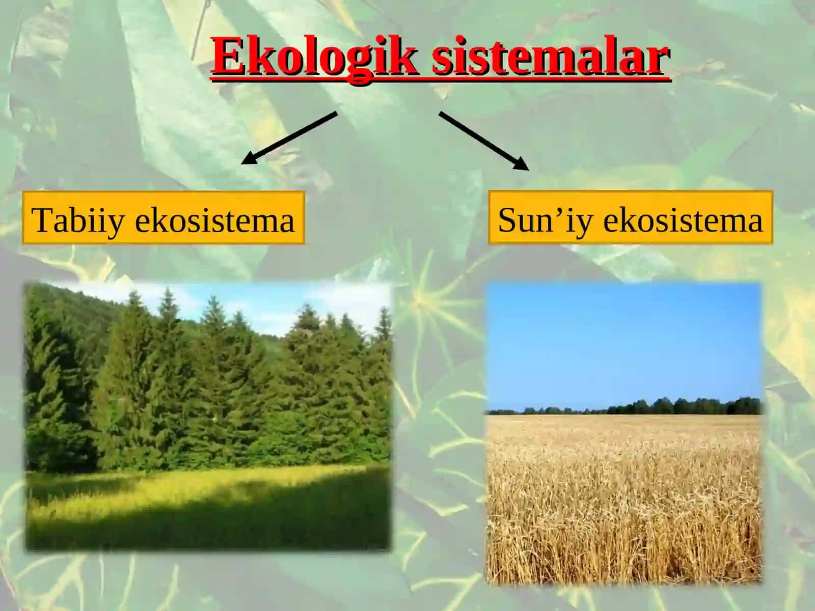 Sun’iy ekosistema 2