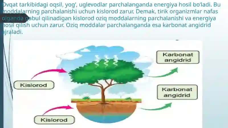 TIRIKORGANIZMLARNING NAFASOLISHI 2