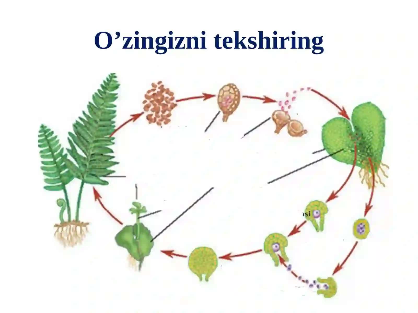 O’tilgan mavzu bo’yicha savollar 2