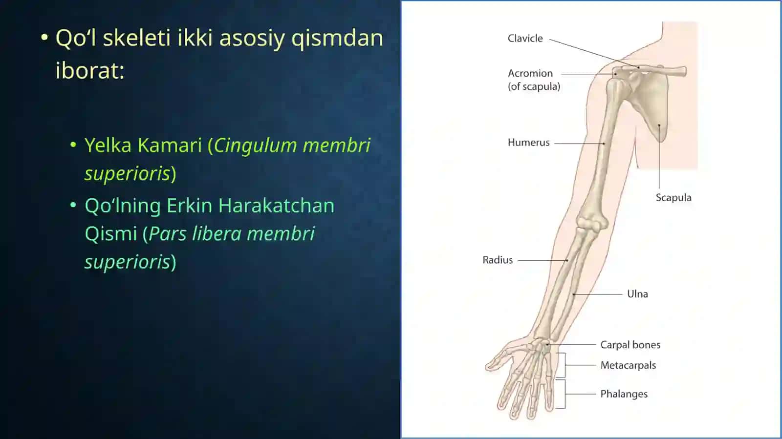 Qo’lsuyaklari 2