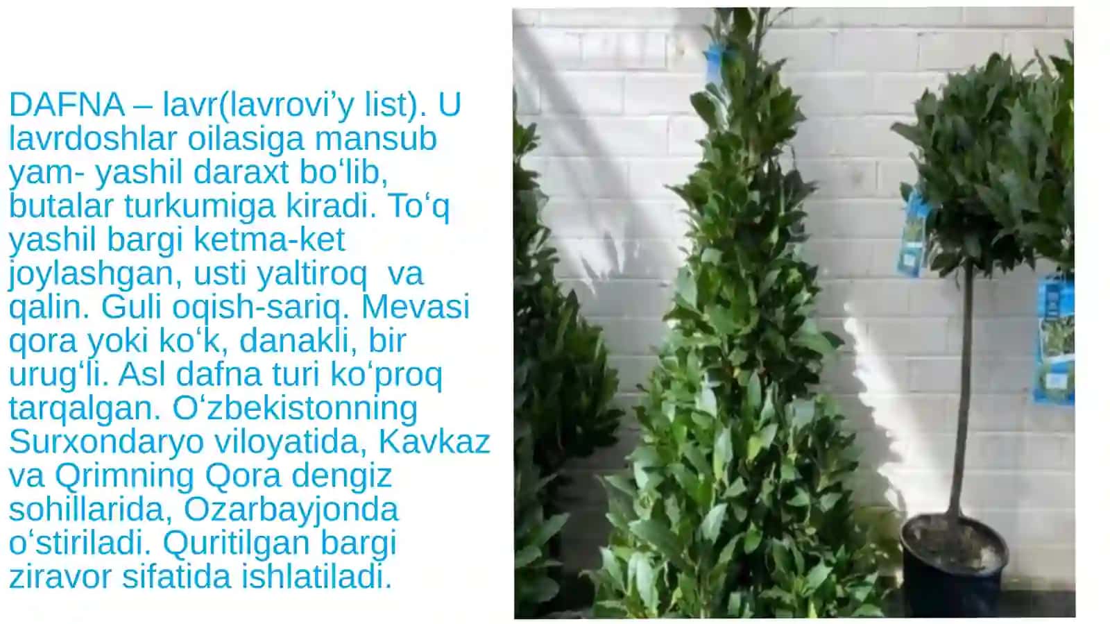 DAFNA 2