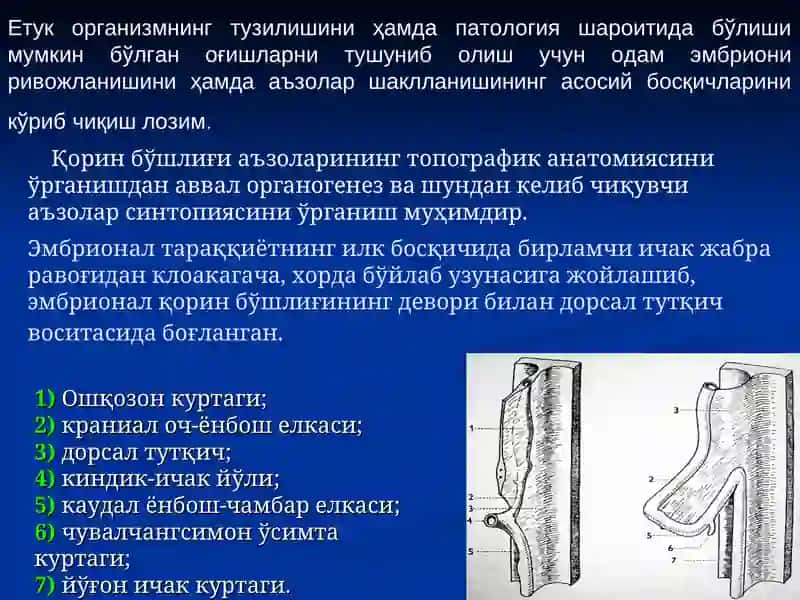Одам анатомияси, оператив хирургия 2