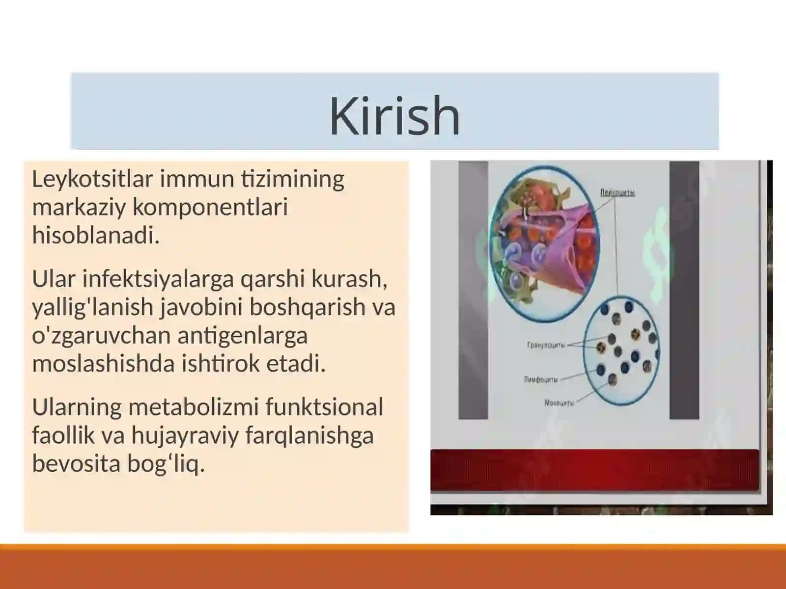 Leykotsitlar metabolizmi xususiyatlari 2