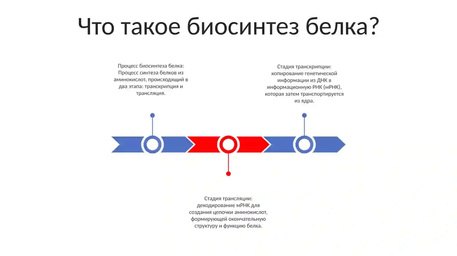 Биосинтез Белка 2