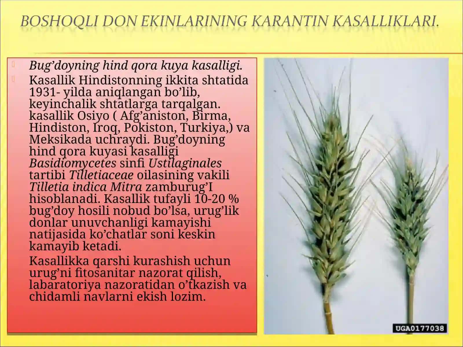 Bug’doyning hind qora kuya kasalligi 2