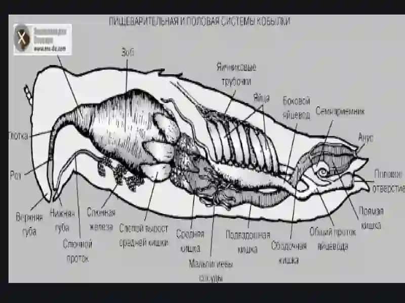 Hasharotlarning anatomiyasi 2