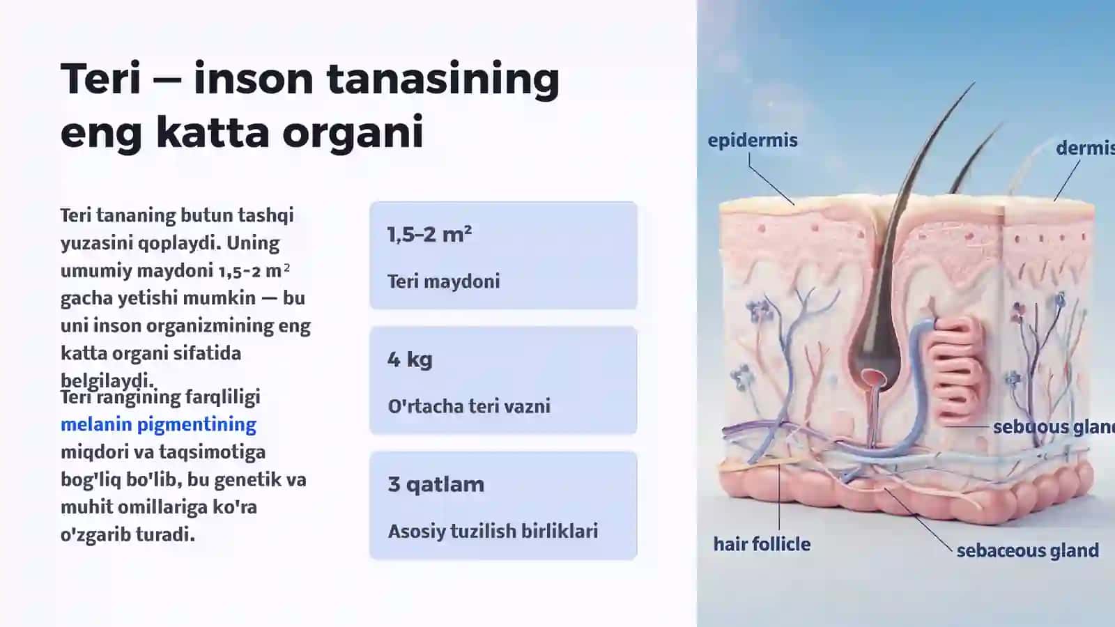 Ter bezlari va teri hosilalari 2