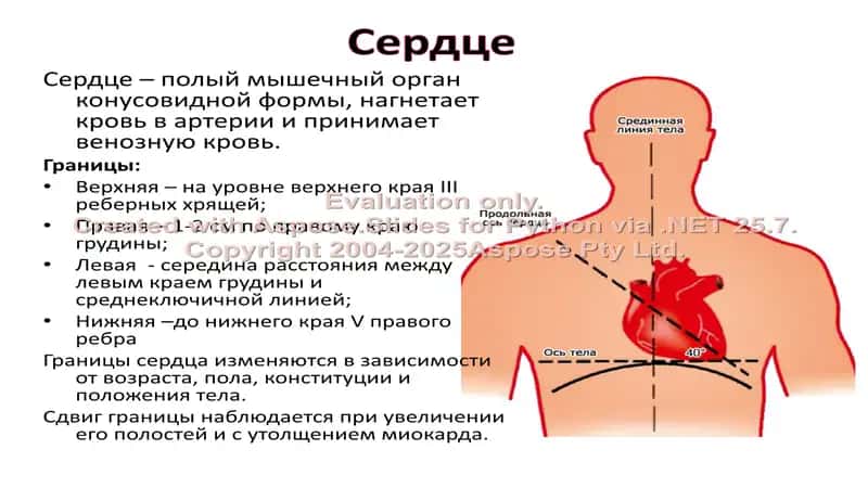 Топографическая анатомия и оперативная хирургия сердца 2