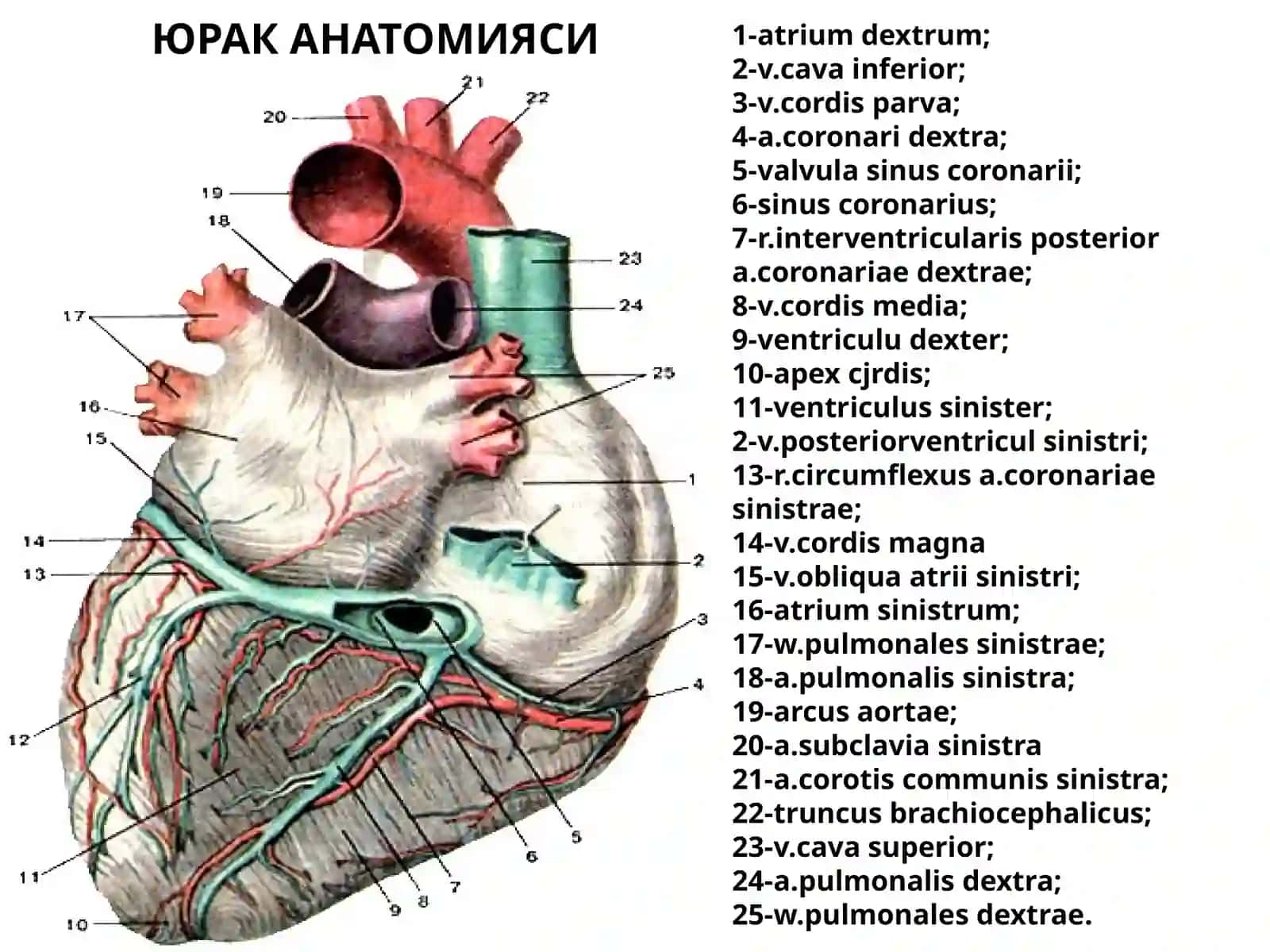 ЮРАК АНАТОМИЯСИ 2