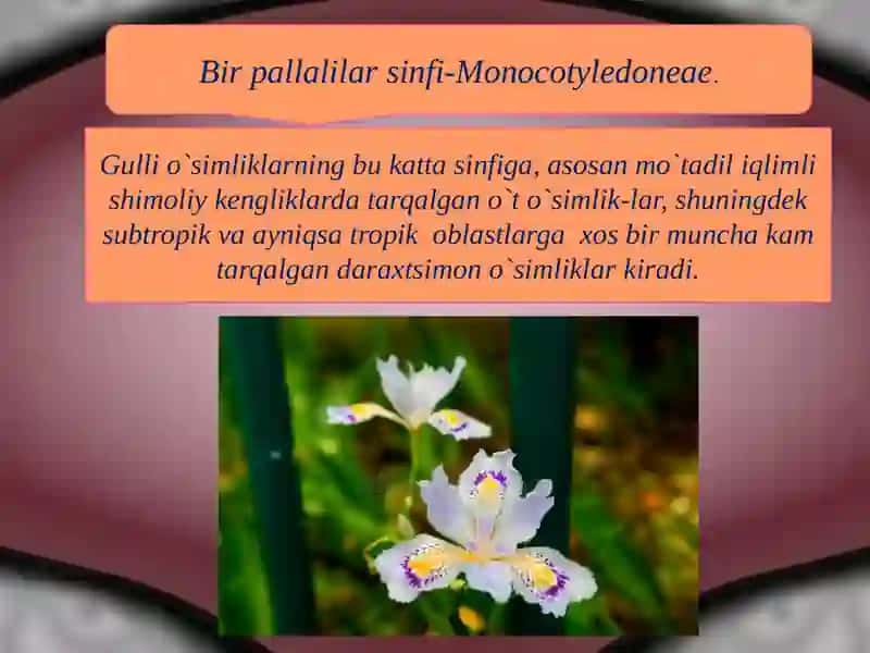 Birpallalilarsinfi 2