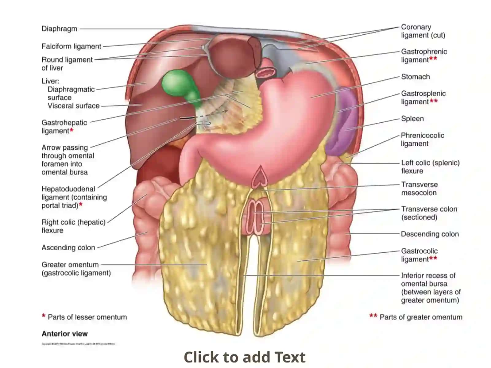 Peritoneum 2