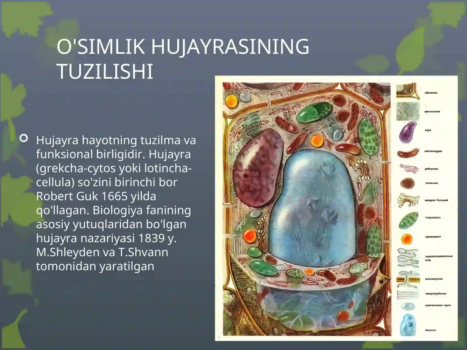 O`SIMLIK HUJAYRASINING TUZILISHI VA FUNKSIYALARI 2