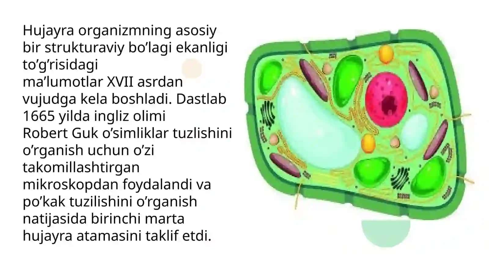 Hujayraviy ta’limotning rivojlanish  tarixi 2