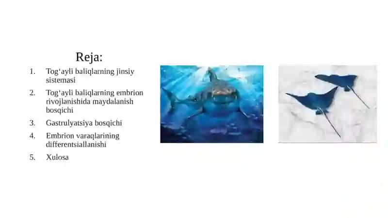 Tog’aylibaliqlarning individual rivojlanish xususiyatlari 2