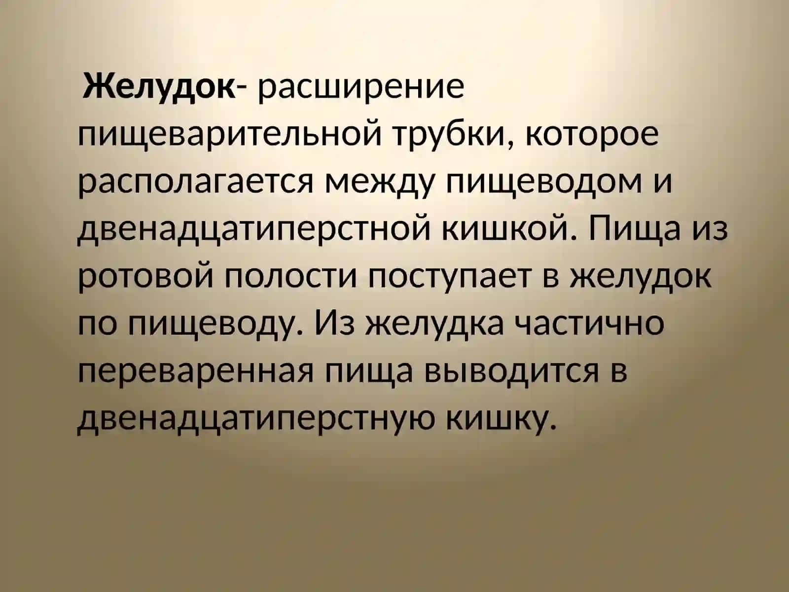 Желудок анамитоия 2
