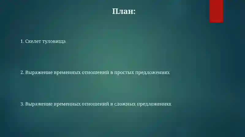 Скелет туловища 2