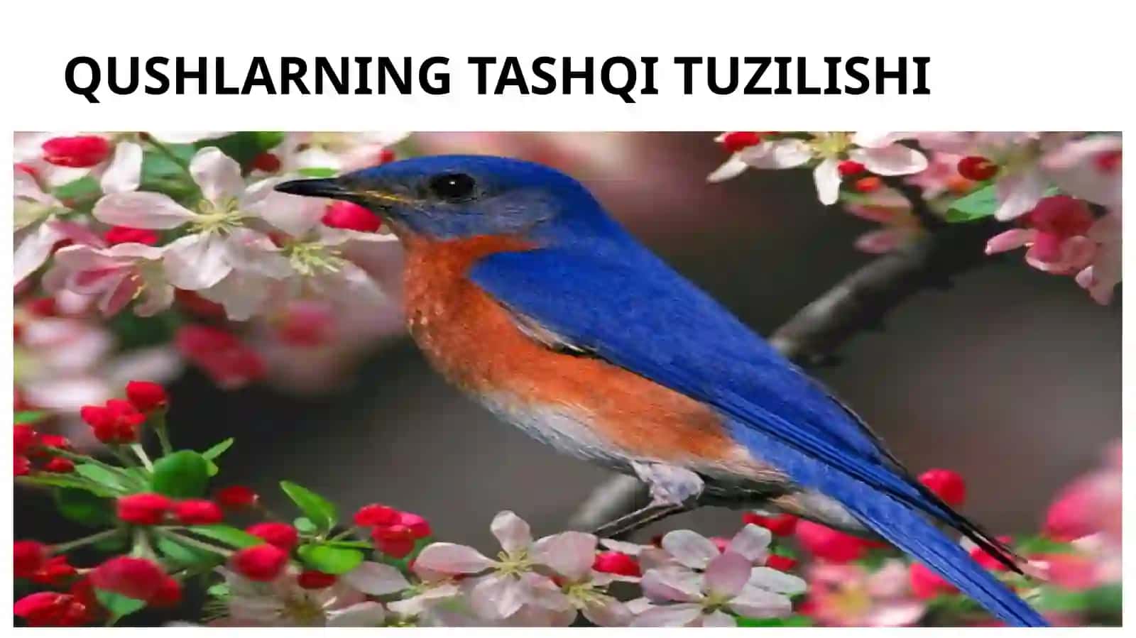QUSHLAR SISTEMATIKASI 2