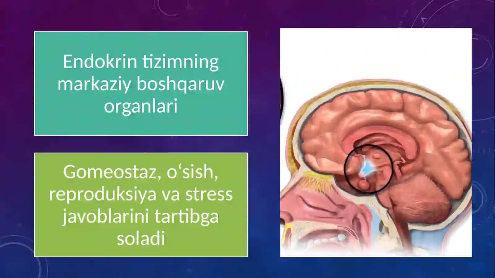 Gipotalamus va gipofiz gormonlari 2