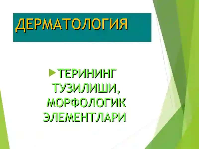 Терининг тузилиши, морфологик элементлари 2