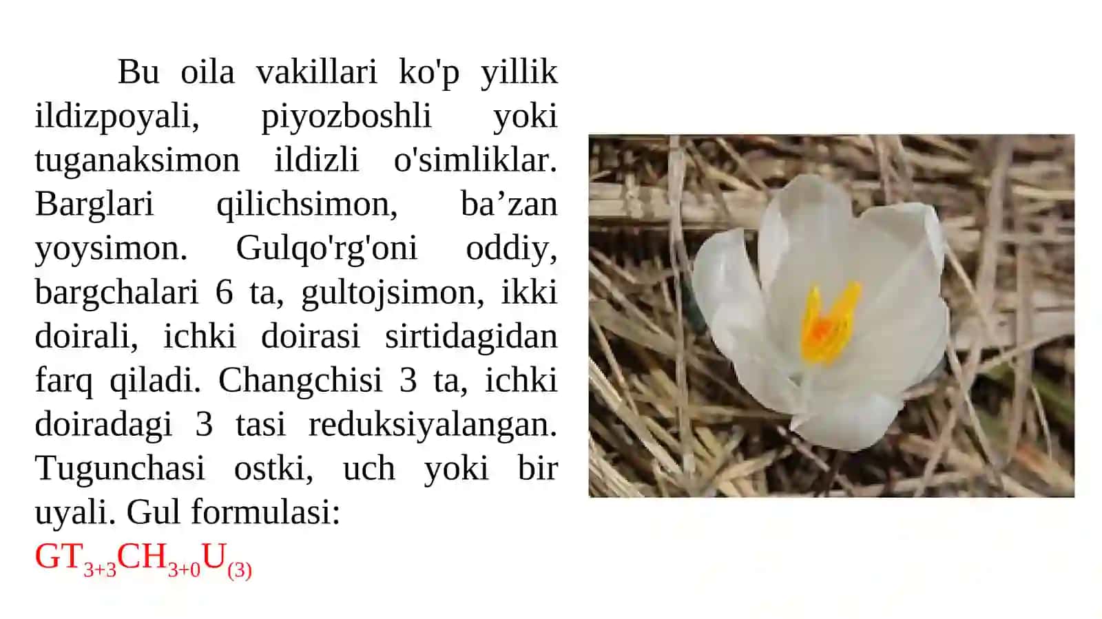Sapsardoshlar oilasi —Iridaceae 2