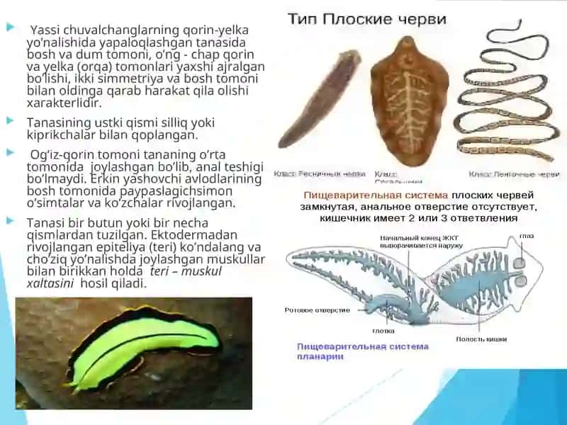 Yassi chuvalchanglar (Plathelminthes) 2