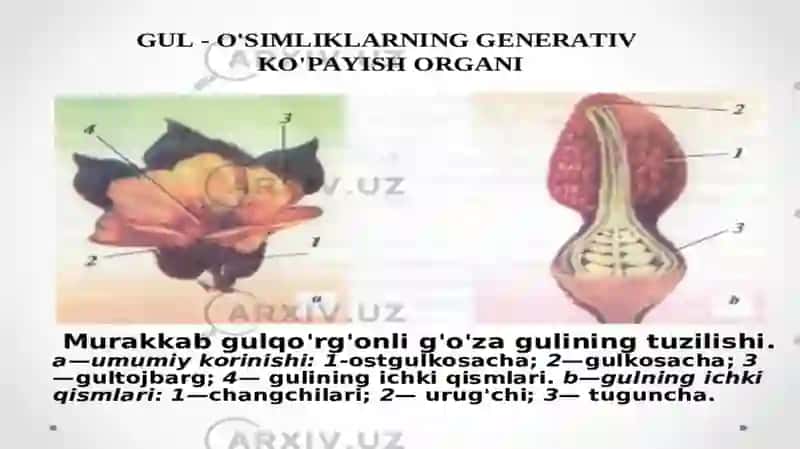Gul o‘simliklarnig Generativ ko‘payish organi 2