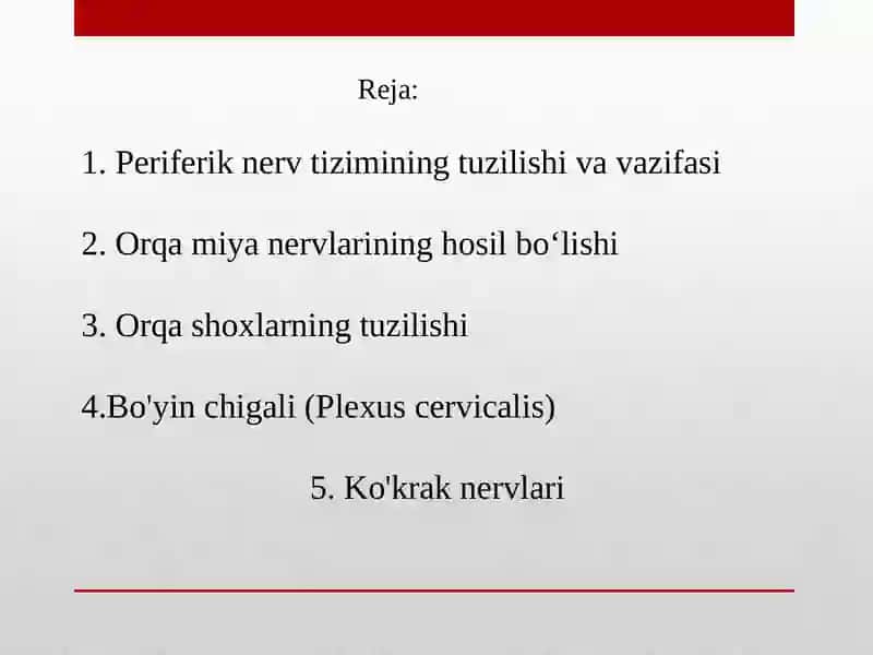 Periferik nerv tizimi funksional anatomiyasi 2