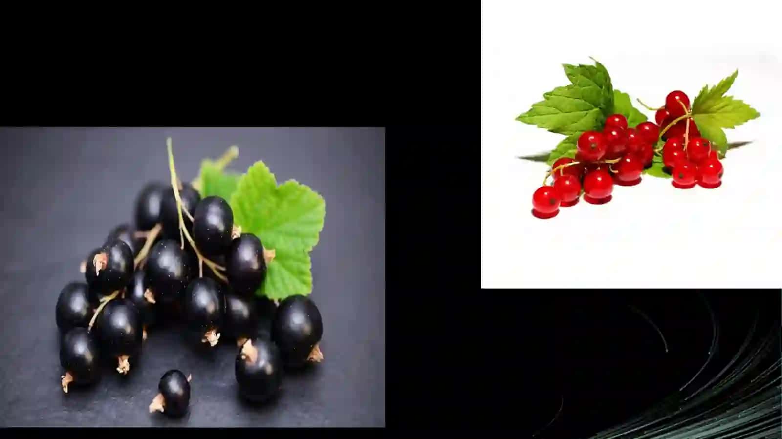 Smorodina Vino ishlab chiqarish texnologiyasi 2