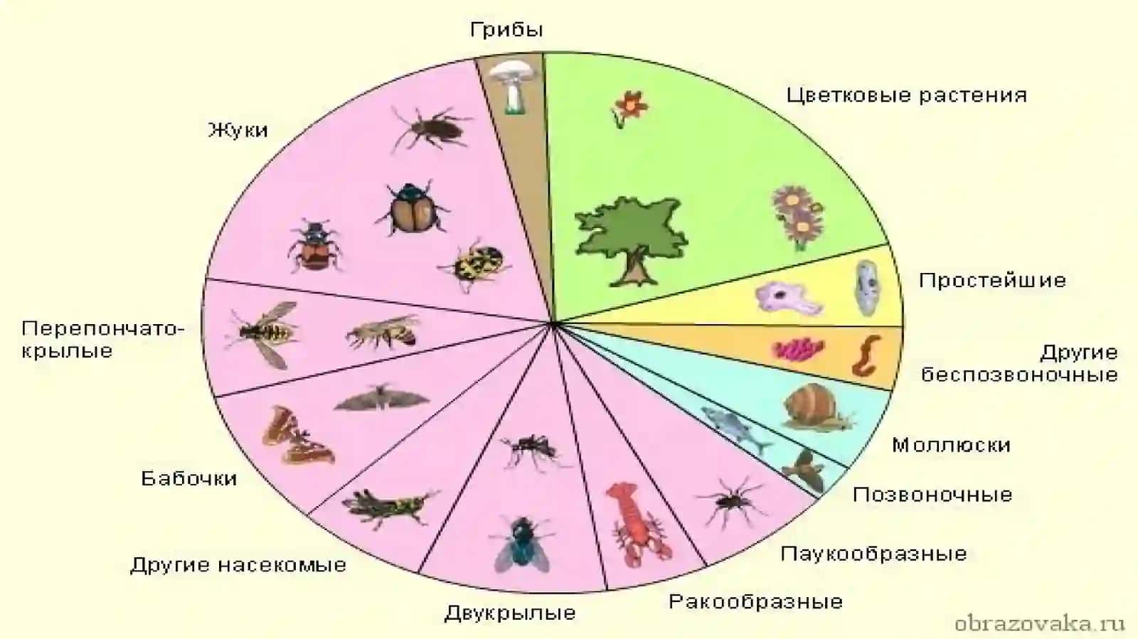 BO‘G‘IMOYOQLILAR (ARTHROPODA) TIPI 2