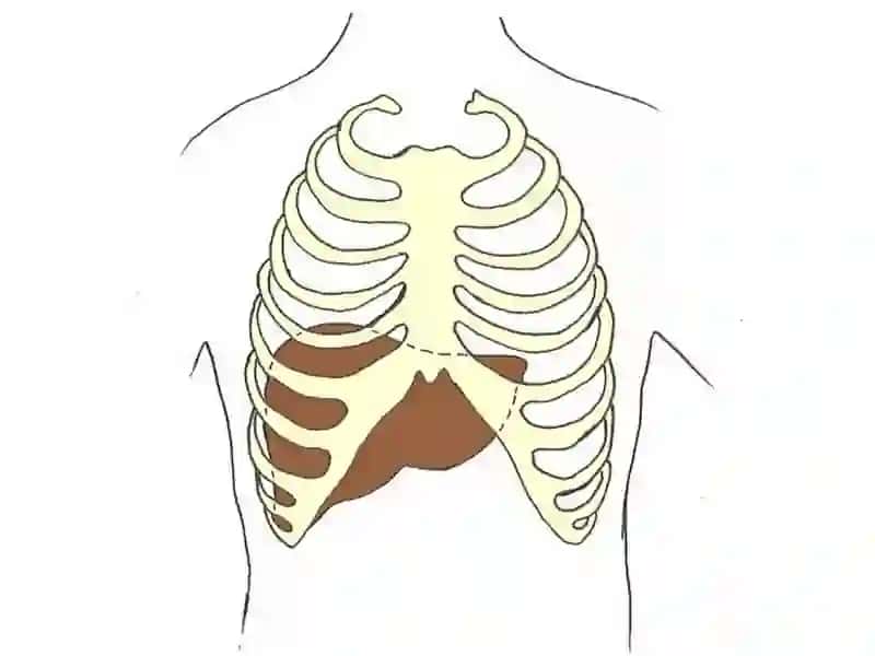 Hepatic shedevr 2