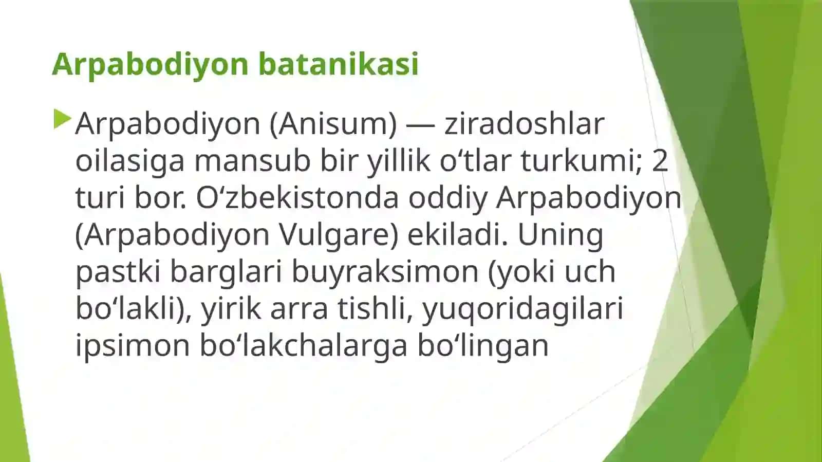 Arpabodiyon Oʻsimligi 2