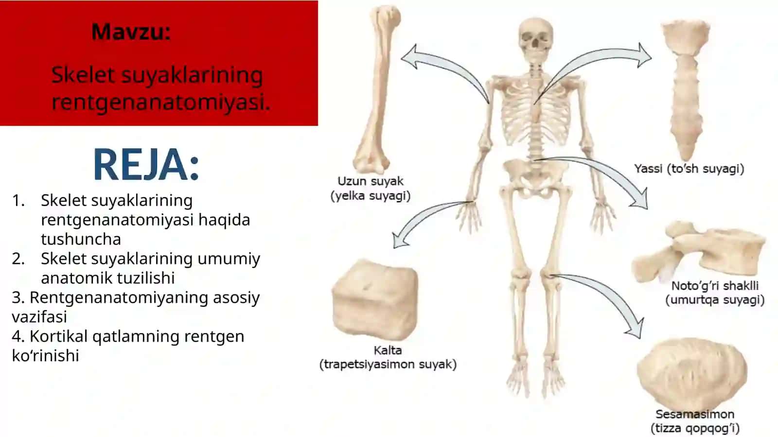 Skelet suyaklarining rentgenanatomiyasi 2