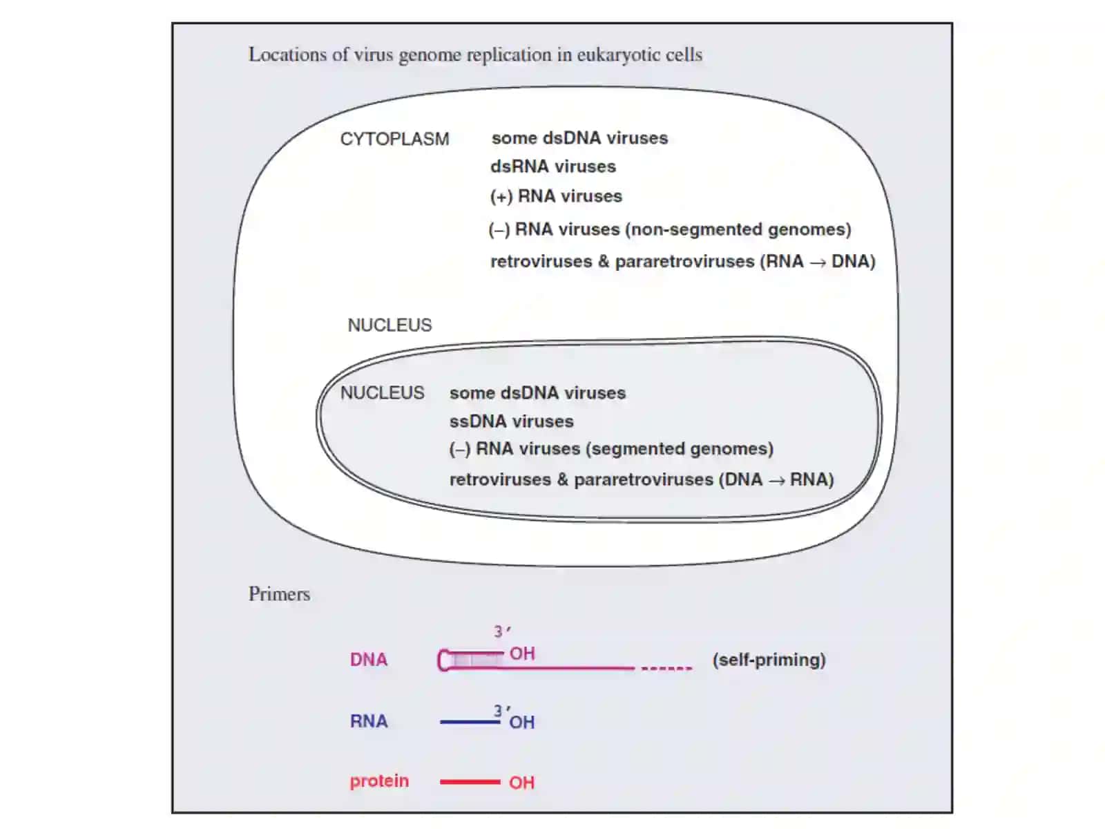 Lec. 8 Virus genome replication Dr. Ahmed K. Ali 2