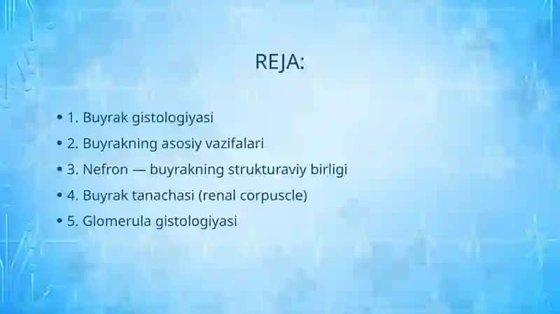 BUYRAK GISTOLOGIYASI 2