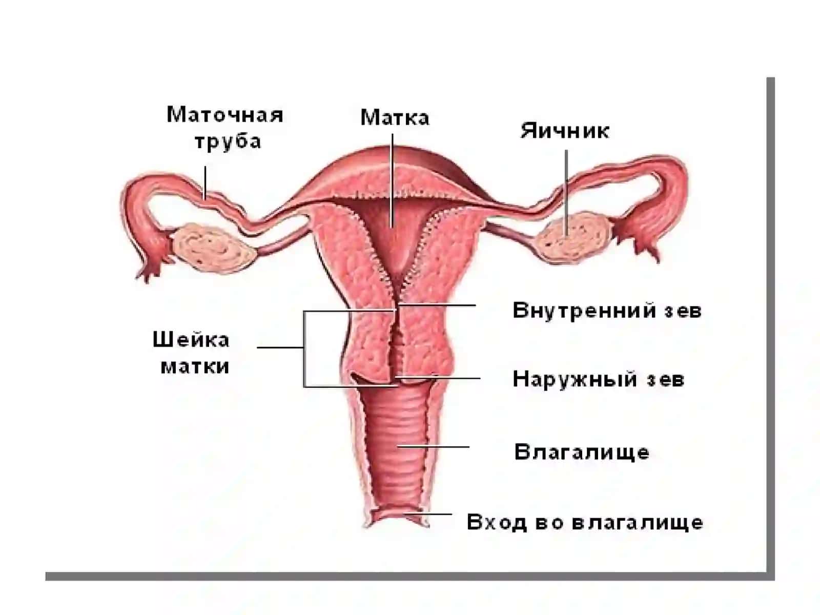 ЖЕНСКАЯ ПОЛОВАЯ СИСТЕМА 2