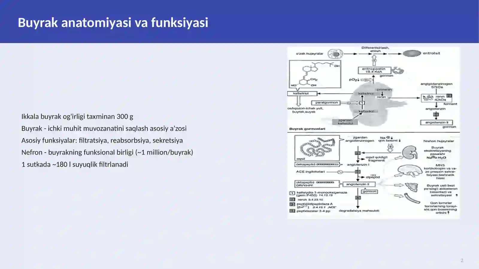 Buyrak Biokimyosi 2